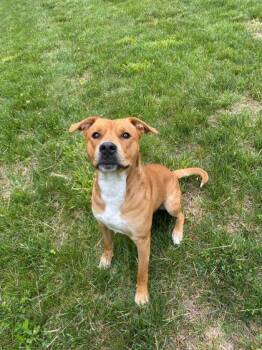 Mixed Breed Dogs Available for Adoption in Spruce Pine, North Carolina - Elmer | PetCurious