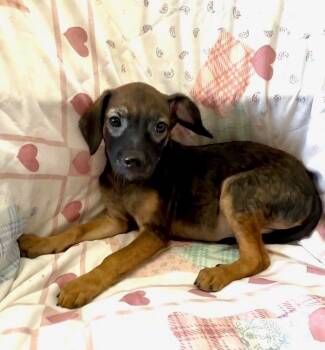 Terrier and Shepherd Dogs Available for Adoption - Nancy | PetCurious