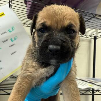 Shepherd Dogs Available for Adoption - Stanely | PetCurious