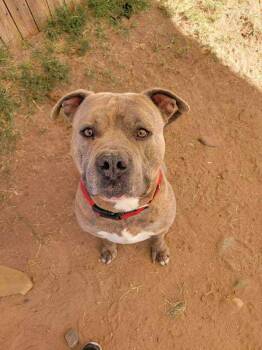 Rescue American Staffordshire Terrier Dogs for Adoption in Phoenix, Arizona - Craig | PetCurious