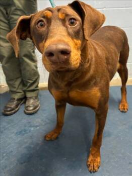 Doberman Pinscher Dogs Available for Adoption in Woodland, California - *SANSA | PetCurious