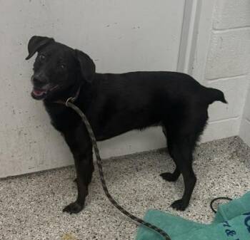 Isabella -  Labrador Retriever and Mixed Breed Dog for Adoption in Kansas City, Missouri - Isabella | PetCurious