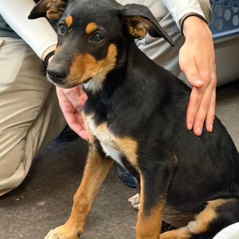 Candy Apple -  Shepherd and Mixed Breed Dog for Adoption in Norman, Oklahoma - Candy Apple | PetCurious