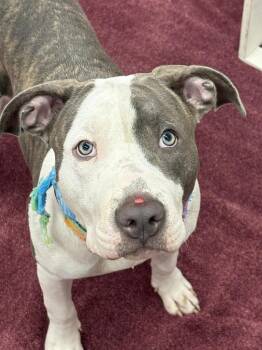 Brisa Bar -  Mixed Breed Dog for Adoption in Detroit, Michigan - Brisa Bar | PetCurious