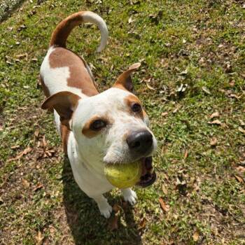 Rescue Pit Bull Terrier Dogs for Adoption in Pottsboro, Texas - Gunner | PetCurious