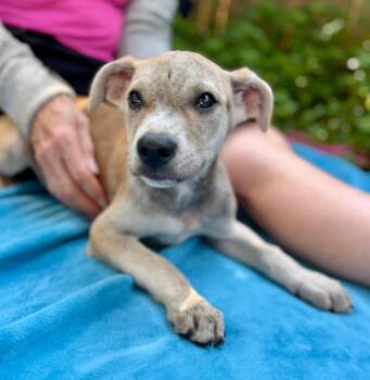 Cariba -  Mixed Breed Dog for Adoption in Ellijay, Georgia - Cariba | PetCurious