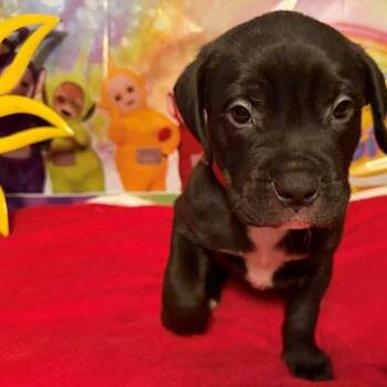 Po -  Rottweiler and Pit Bull Terrier Dog for Adoption in Normal, Illinois - Po | PetCurious