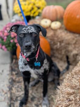 Rescue Catahoula Leopard Dog and Mixed Breed Dogs for Adoption in Aiken, South Carolina - Liberty | PetCurious