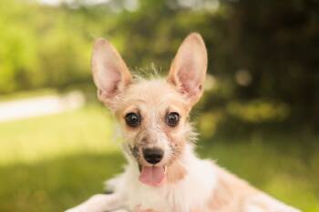 Chihuahua Dogs Available for Adoption in Gradyville, Kentucky - Mable- Transport | PetCurious