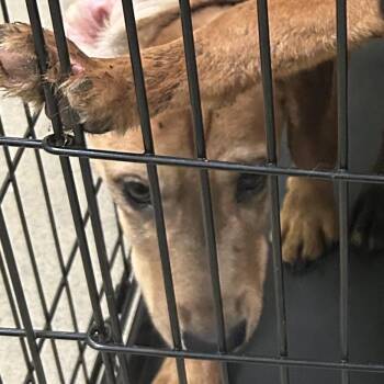 Hound Dogs Available for Adoption - Schmidt | PetCurious