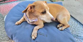 Missy -  Dachshund Dog for Adoption in Minneapolis, Minnesota - Missy | PetCurious