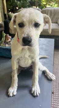 Penny -  Labrador Retriever Dog for Adoption in Marietta, Georgia - Penny | PetCurious
