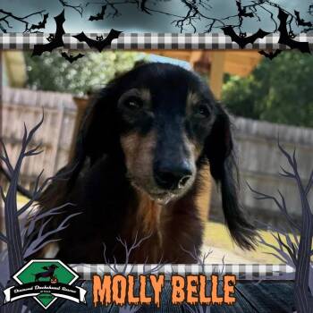 Molly Belle -  Dachshund Dog for Adoption in San Antonio, Texas - Molly Belle | PetCurious