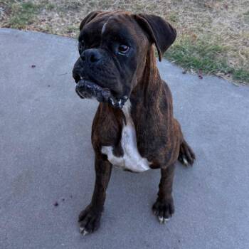 Dutch -  Boxer Dog for Adoption in Chico, California - Dutch | PetCurious
