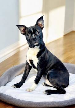 Rescue Boston Terrier Dogs for Adoption in Hawthorne, California - Guinness | PetCurious