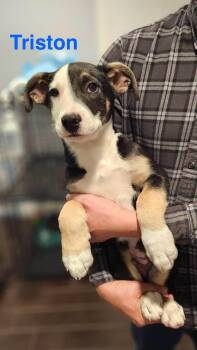 Border Collie Dogs Available for Adoption in Los Angeles, California - TRISTON | PetCurious