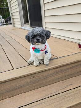 Ellie -  Poodle Dog for Adoption in De Pere, Wisconsin - Ellie | PetCurious