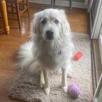 Charlie -  Great Pyrenees Dog for Adoption in Louisville, Kentucky - Charlie | PetCurious