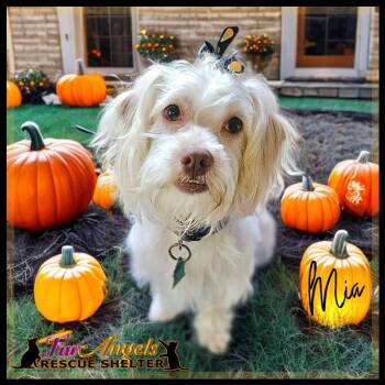 Rescue Maltese Dogs for Adoption in Ottawa Hills, Ohio - Mia | PetCurious