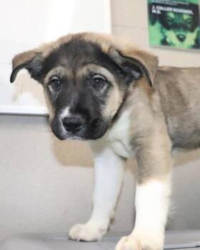 Paxton -  Pit Bull Terrier and Mixed Breed Dog for Adoption in Kansas City, Missouri - Paxton | PetCurious