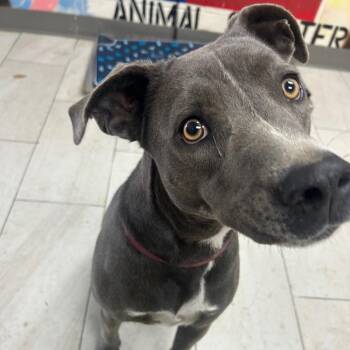 Pit Bull Terrier Dogs Available for Adoption - Ella | PetCurious