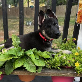 Asha -  German Shepherd Dog and Siberian Husky Dog for Adoption in Richmond, Virginia - Asha | PetCurious