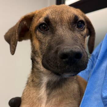 Jesse -  Black Mouth Cur and Mixed Breed Dog for Adoption in Abilene, Texas - Jesse | PetCurious