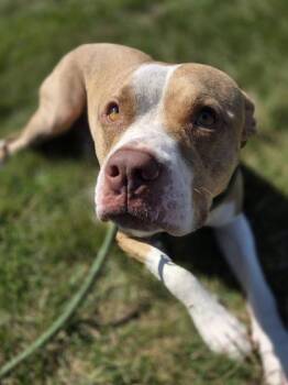 Finny -  Pit Bull Terrier and Mixed Breed Dog for Adoption in Westland, Michigan - Finny | PetCurious