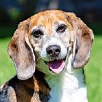 Bastion -  Beagle Dog for Adoption in New Boston, New Hampshire - Bastion | PetCurious