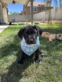 Beagle and Labrador Retriever Dogs Available for Adoption - Toby | PetCurious