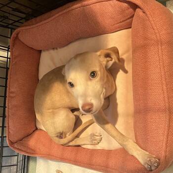 Shortbread -  Pit Bull Terrier Dog for Adoption in San Antonio, Texas - Shortbread | PetCurious