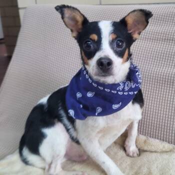 Chihuahua Dogs Available for Adoption in Manchester, New Hampshire - Amazon In NH. Come Meet Our Adoptable Dogs Wednesday-Saturday. M | PetCurious