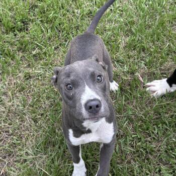 Rescue Pit Bull Terrier Dogs for Adoption in Lorida, Florida - Dale | PetCurious