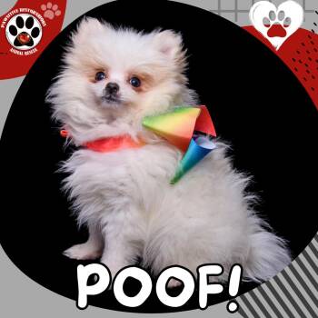 POOF -  Pomeranian Dog for Adoption in Foxfield, Colorado - POOF | PetCurious