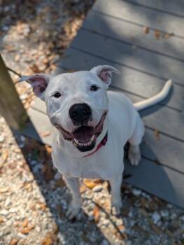 Mixed Breed Dogs Available for Adoption - SNUPE | PetCurious