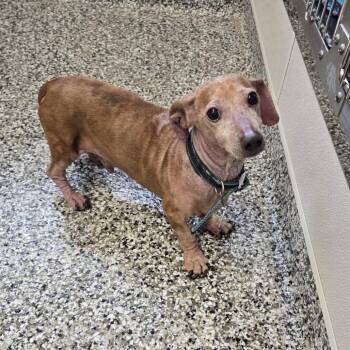 Bentley Doxi -  Dachshund Dog for Adoption in Morganton, North Carolina - Bentley Doxi | PetCurious