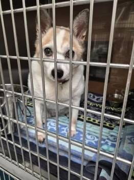 Chihuahua Dogs Available for Adoption in Lawrenceville, Georgia - Pen 221 | PetCurious