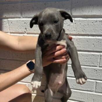 Pit Bull Terrier and Mixed Breed Dogs Available for Adoption in Kansas City, Missouri - Jackson | PetCurious