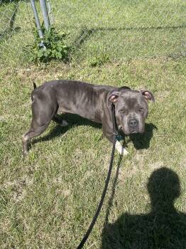 Rain -  Mixed Breed Dog for Adoption in Mishawaka, Indiana - Rain | PetCurious