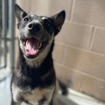 German Shepherd Dog and Mixed Breed Dogs Available for Adoption in Valley, Alabama - Riley | PetCurious