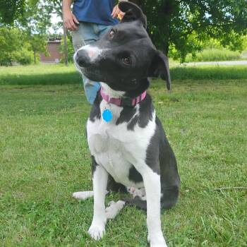 Sophie -  Collie and Mixed Breed Dog for Adoption in Flintstone, Maryland - Sophie | PetCurious