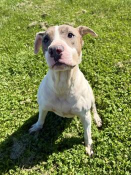 Pit Bull Terrier Dogs Available for Adoption in Wooster, Ohio - Bruno | PetCurious