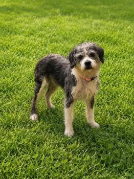 GRAYSON -  Poodle and Mixed Breed Dog for Adoption - GRAYSON | PetCurious