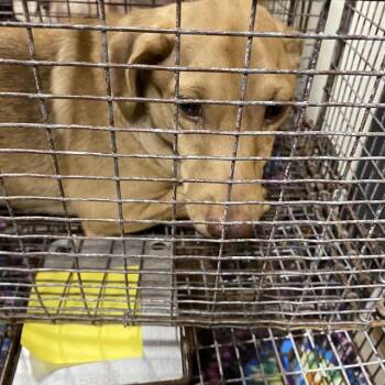 A614791 -  Dachshund Dog for Adoption in Modesto, California - A614791 | PetCurious