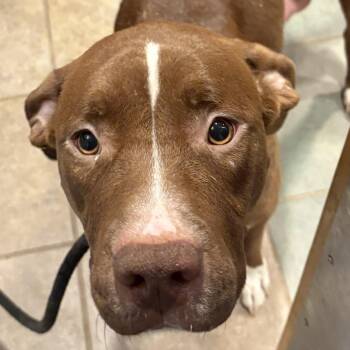 Mixed Breed Dogs Available for Adoption in Chattanooga, Tennessee - Candy | PetCurious