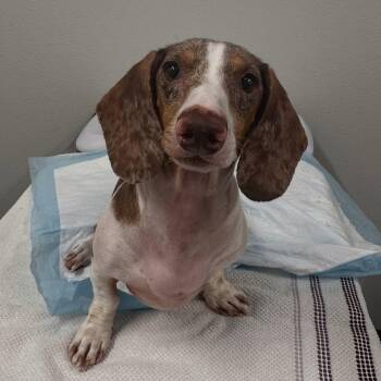 Scout (Medical Hold) -  Dachshund Dog for Adoption in Portland, Oregon - Scout (Medical Hold) | PetCurious