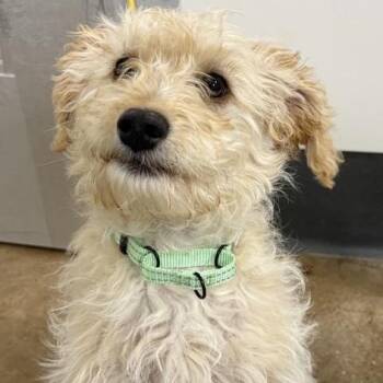 Poodle and Labrador Retriever Dogs Available for Adoption in Middletown, Rhode Island - Winnie | PetCurious