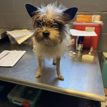 TUSC-Stray-84741 -  Terrier and Mixed Breed Dog for Adoption in Tuscaloosa, Alabama - TUSC-Stray-84741 | PetCurious