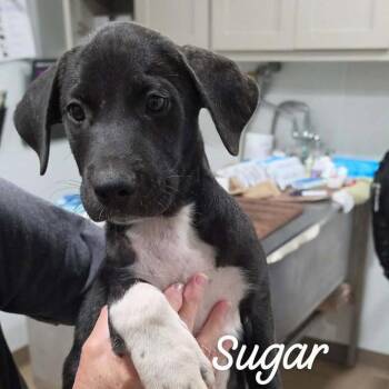 Sugar -  Mixed Breed Dog for Adoption in Buchanan Dam, Texas - Sugar | PetCurious