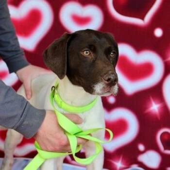 German Shorthaired Pointer and Labrador Retriever Dogs Available for Adoption - Happy Feet | PetCurious